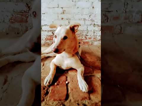 My dog #shorts #viral #youtubeshorts #dog #dogs #youtube #trending #desi #short #like #video #new