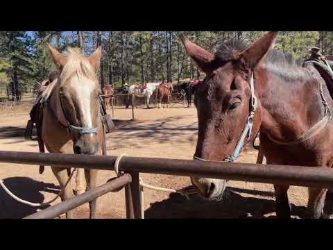 Mules are a Hybrid of a Donkey and a Horse #artificialselection #7thgradescience
