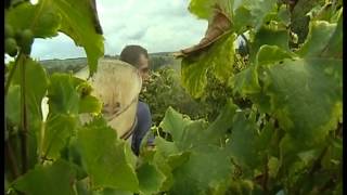 preview picture of video 'Château de Budos : Un Calédonien qui cultive du vin...'