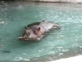 Hippo At The Detroit Zoo