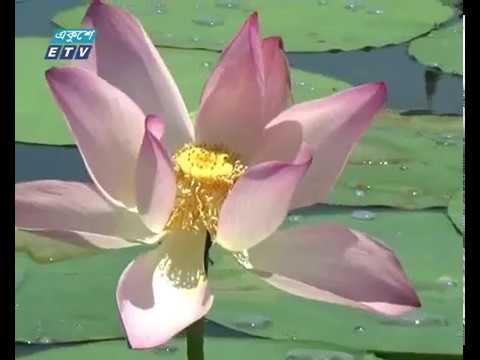 সুনামগঞ্জে রয়েছে শতবর্ষী পদ্মকানন বিল