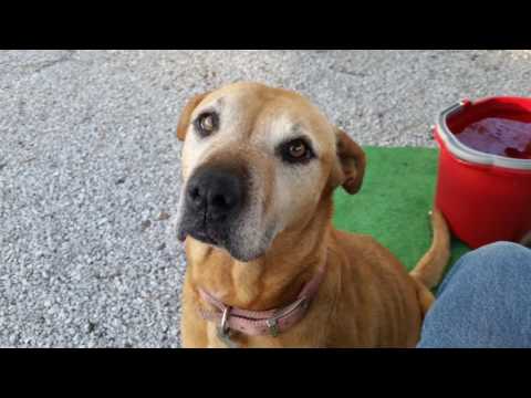 YouTube video about: Can dogs get heartworm in the winter?