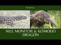Reptiles Nile Monitor And Komodo Dragon