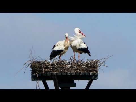 Brutal attack  - explicit images on a White Stork nest 2022