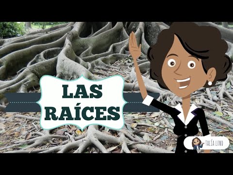 The Roots | SCIENCE | Educational Video