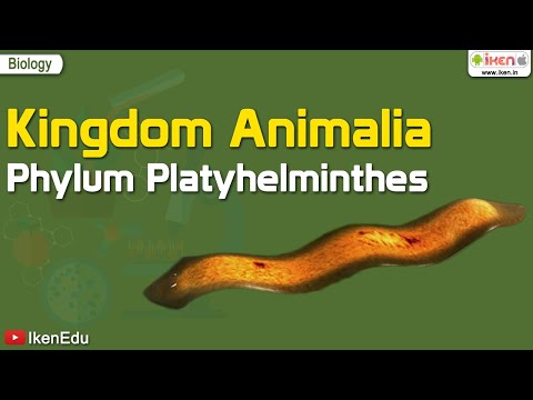 platyhelminth paraziták