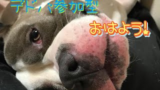 🔴PS5版🔴参加0K🐾最近ピットブルにハマってる🐶おはよう！
