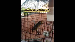 Download lagu Manyar kembang jantan gacor #manyar #manyargacor mp3