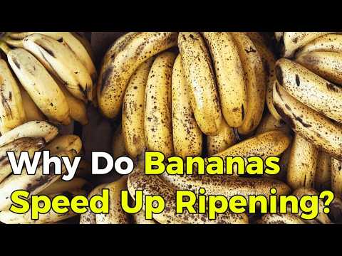 Why Bananas Speed Up Ripening in Your Fruit Bowl