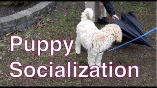 How to Socialize a Puppy to New Objects-Creating a 'Bombproof' Service Dog