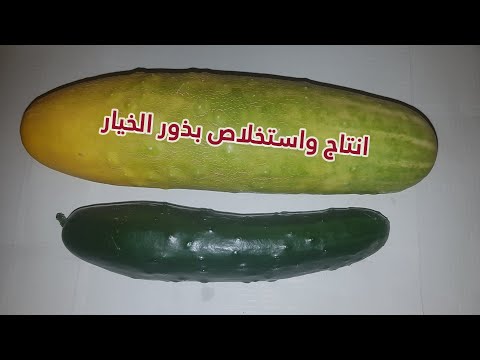 , title : 'الطريقة الصحيحة لانتاج واستخلاص بذور الخيار'