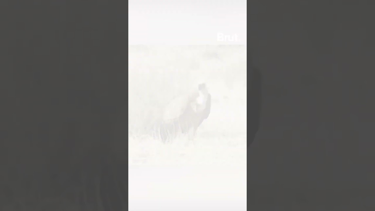 A rare Himalayan griffon vulture was captured from a cemetery in Kanpur.