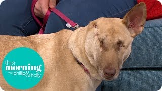 The Miracle Dog That Survived Being Shot 17 Times | This Morning