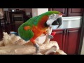 Harlequin Macaw eating his favorite food!!