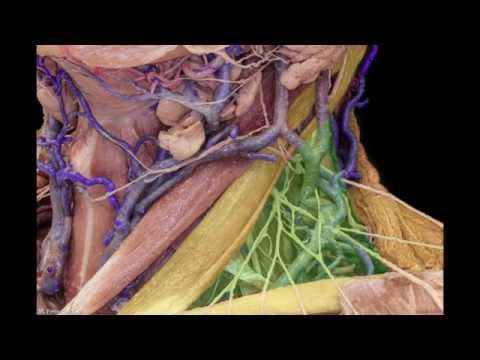 Anatomia głowy i szyi dla neurochirurgów