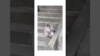 左手の無いお猿さん発見！2025年5月27日16時頃、神奈川県座間市の座間神社境内の階段にて。