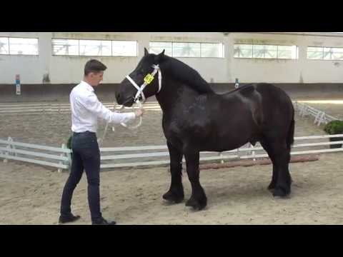 ogier MASTER rasa arden polski ur. 2018 po ogierze ANGE DE ROSIERE ard.fr. po klaczy MORENA ard.pol