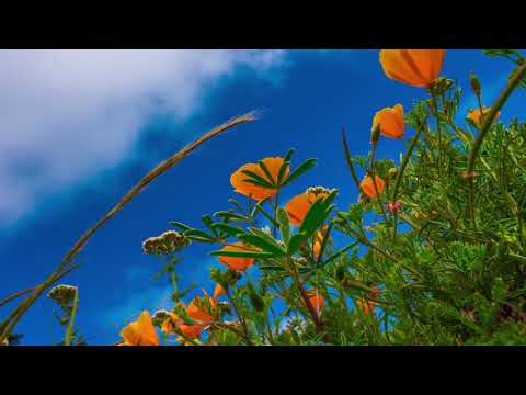 Peaceful music, Relaxing music, Instrumental music "The colors of Spring" by Tim Janis