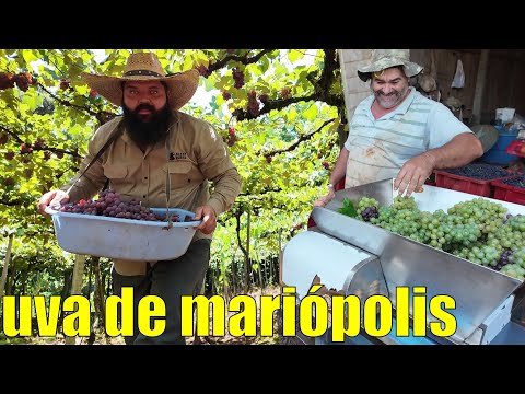 fui buscar uva para fazer vinho em Mariópolis - PR