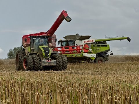 Rapsernte XXL | 4 x Claas Lexion  |  1x New Holland |  Harvest in Germany