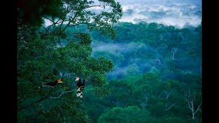 Download lagu Suara Hutan Kalimantan (Relaksasi Suara Hutan Kalimantan) mp3