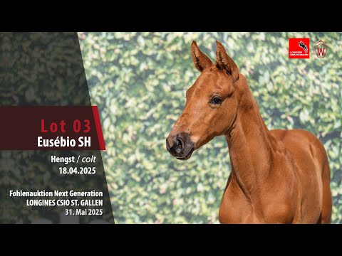 KN 3 Eusébio SH – Hengst (stallion) v. Emerald van het Ruytershof – Conthargos – Carembar de Muze