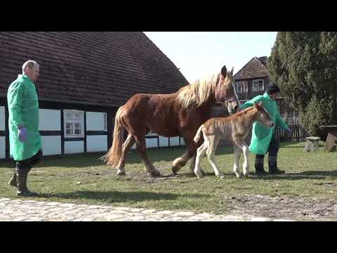 Zwierzęta Zagrody Albrechta. Polski koń zimnokrwisty w typie sztumskim