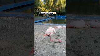 Download lagu Rare breed of birds in russia #vlog #shorts #shortsbeta #ytshorts #youtubeindia #travel #100kview mp3