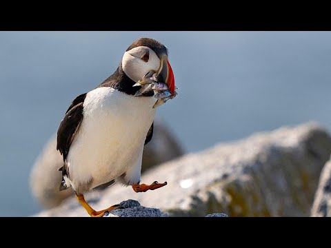 Puffin count begins as Farne Islands celebrate 100 years of protection