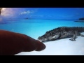 Крокодил кусает за палец 