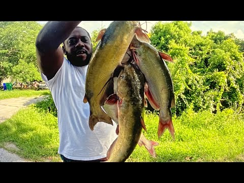 Huge Catfish (Catch Clean & Cook)