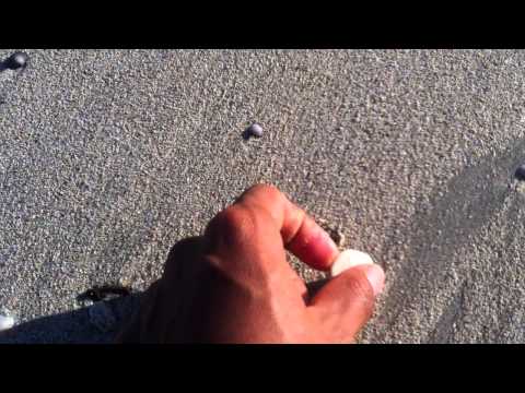 Beach shelling Koh Payam