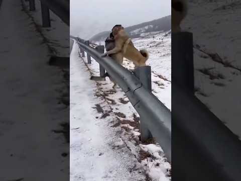Fierce fight || A Kangal dog and a wolf attack each other on the roadside. #kangal #wolf #dog #short