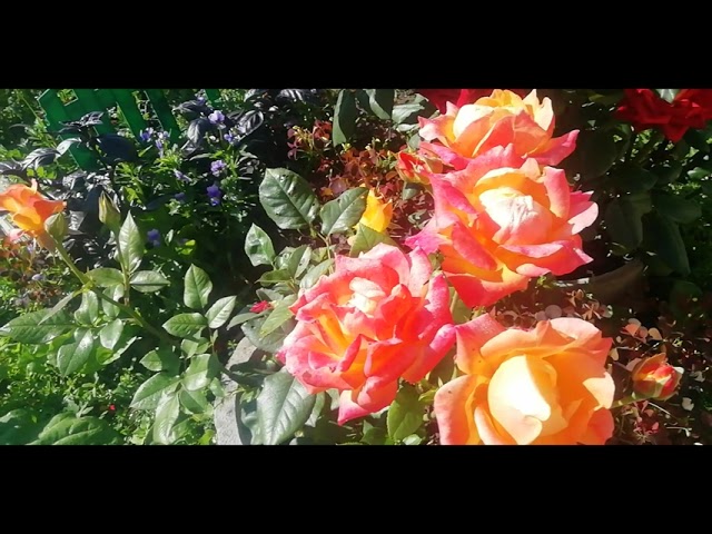 Обзор роз. Выпуск 2. сорт РУМБА