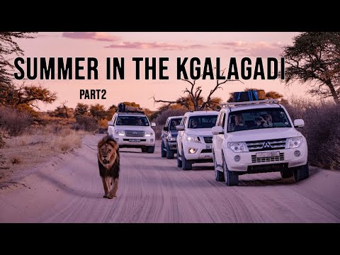 Summer in the Kgalagadi Transfrontier Park - Part 2