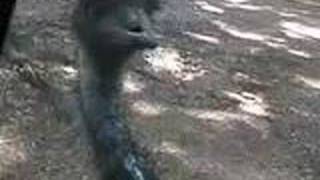 trip to exotic animal paradise