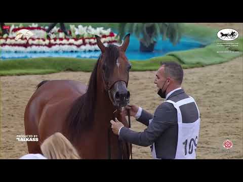 N 109 ANOUD AL SRAIYA   9th Qatar National AHS for Individual Owners   Fillies 3 Years Old Class 3B