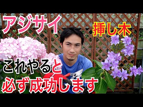 水中のフクシアから挿し木を取る方法は？ 5 つの簡単なステップ + サポートビデオ  庭園