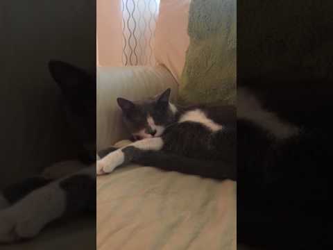 Cat meows when I sneeze