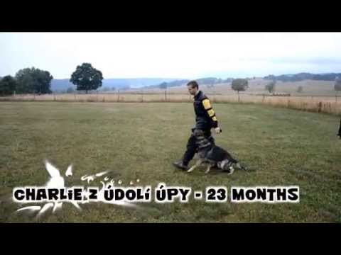 CHARLIE z údolí Úpy - 23 months