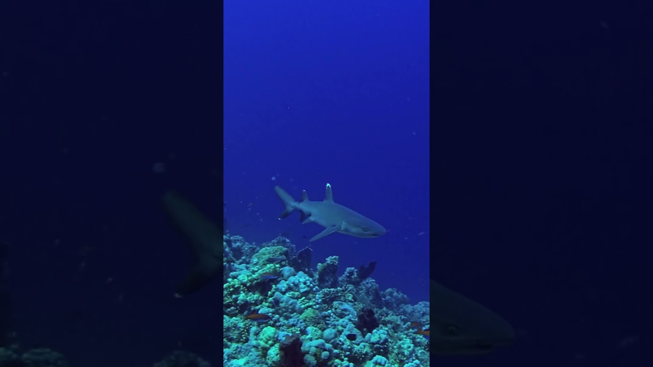 Whitetip Reef Shark Patrolling
