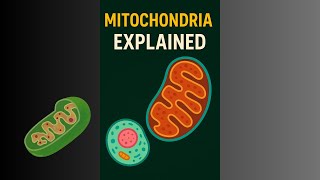 Mitochondria: The Powerhouses of the Cell!