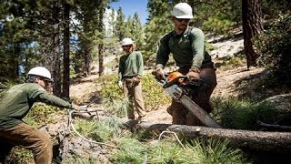 To Prevent Wildfires, California Cuts Down Trees