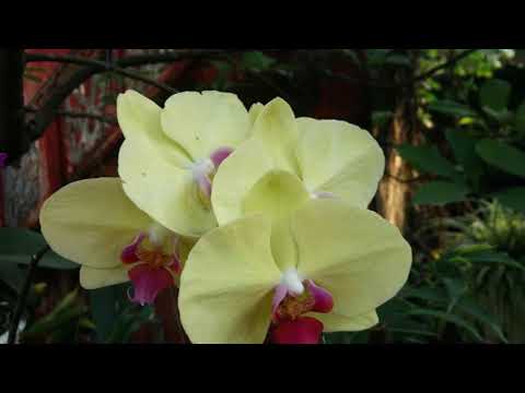 Lối xưa mơ cũ Sheet - Quốc Duy