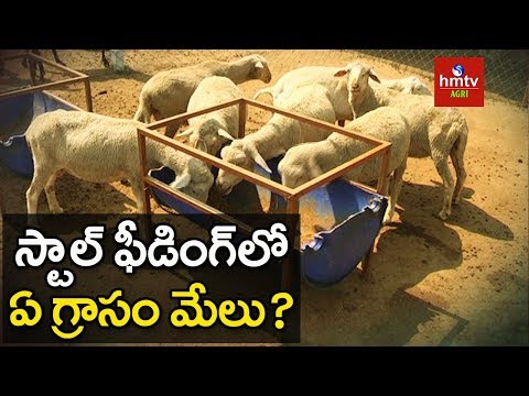 , title : 'స్టాల్ ఫీడింగ్ విధానంలో ఏ మేత ఇవ్వాలి ? | What to Feed Goats in Stall Feeding System | hmtv Agri'