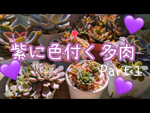 屋外の多肉植物 - 庭に芸術的な雰囲気を加えるためのヒントとアイデア  庭園