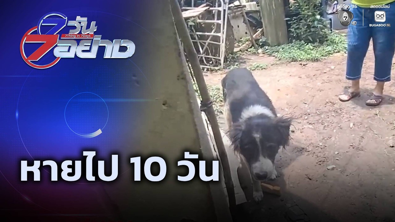 หายไป 10 วัน | 7 วัน 7 อย่าง
