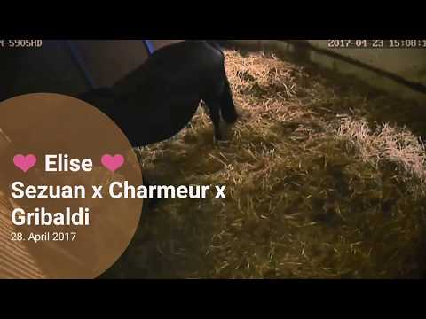 Sezuan - Stutfohlen von 2017