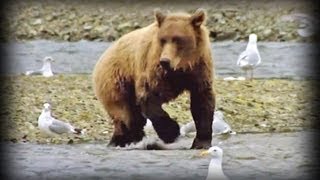 Land of the Giant Bears (full documentary)