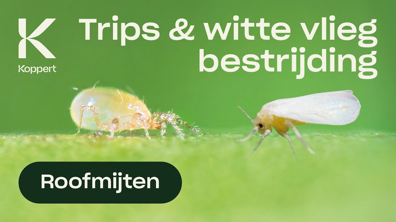 Video preview poster